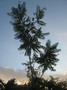Ailanthus on background of yellowish clouds