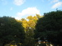 Autumn toptrees