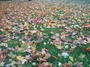 Leaves on the lawn