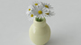 max daisy flower