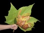 Maple leaves in kids hand