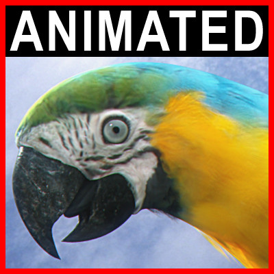 Animated Parrots Pack