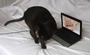 tomcat with a notebook