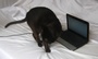 tomcat with notebook