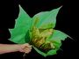Maple leaves in kids hand 02