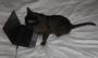 brown tomcat with notebook