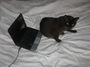tomcat and notebook