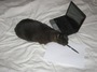 tomcat biting a pen