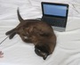 home office working cat