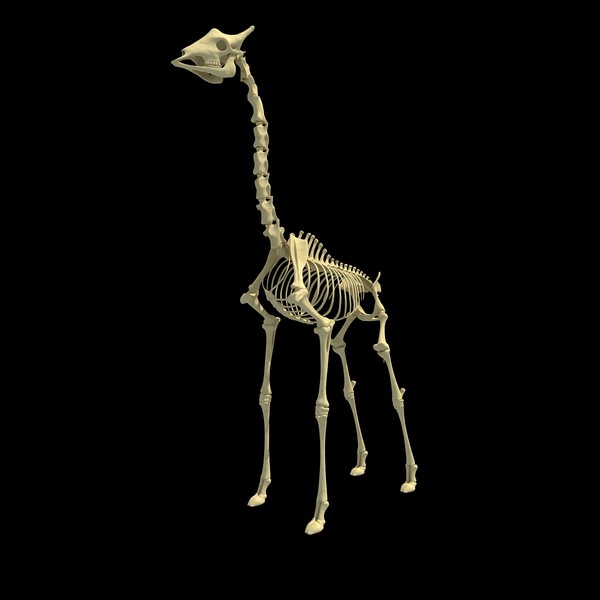 max giraffe skeleton - Giraffe Skeleton... by Gandoza