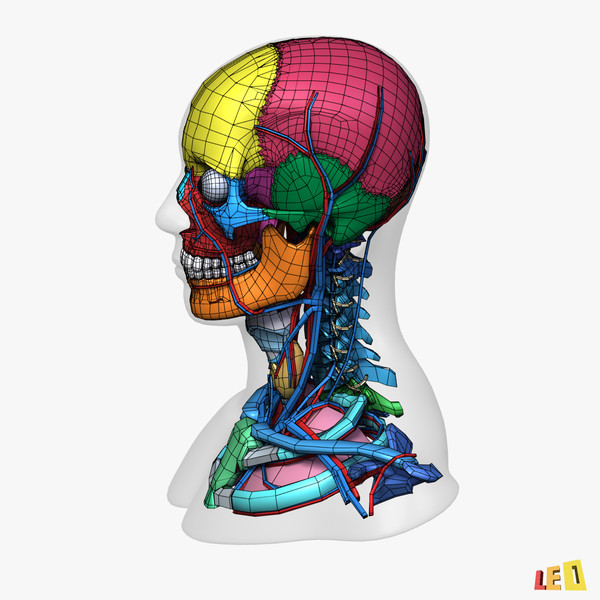 head anatomy male female 3d 3ds - Colored Head Anatomy... by leo3Dmodels