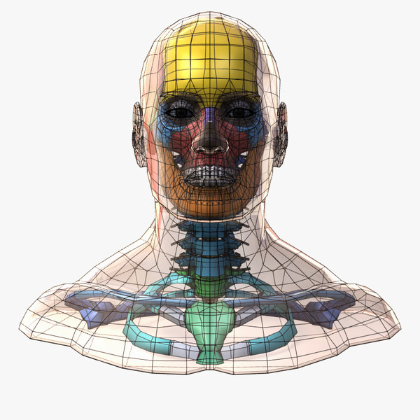 head anatomy male female 3d 3ds - Colored Head Anatomy... by leo3Dmodels