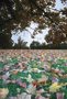 autumn tree leaves wallpaper