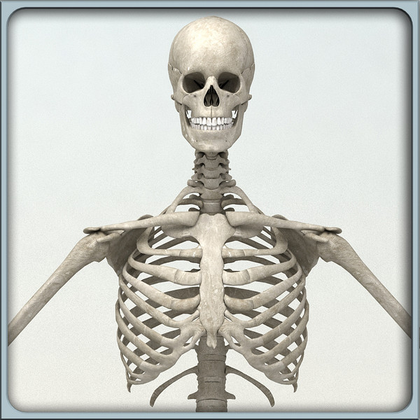 anatomical male skeleton 3d model - Anatomical Male Skeleton... by Imagework