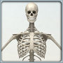 anatomical male skeleton 3d model