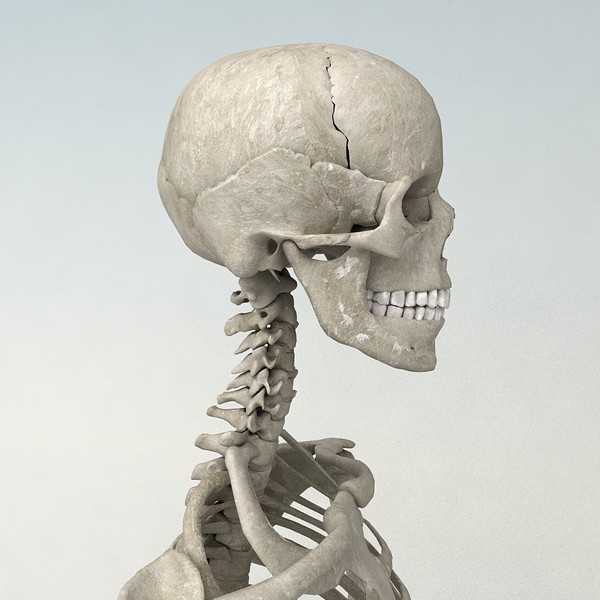 anatomical male skeleton 3d model - Anatomical Male Skeleton... by Imagework