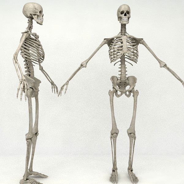 anatomical male skeleton 3d model - Anatomical Male Skeleton... by Imagework