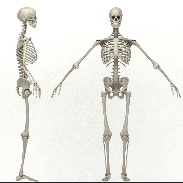 anatomical male skeleton 3d model - Anatomical Male Skeleton... by Imagework