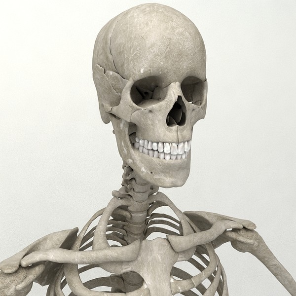 anatomical male skeleton 3d model - Anatomical Male Skeleton... by Imagework