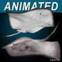 realistic stingray 3d c4d