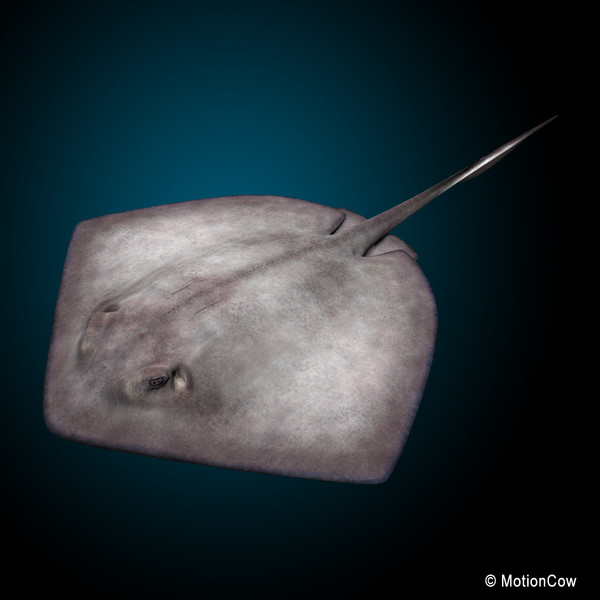 realistic stingray 3d c4d - Stingray... by MotionCow