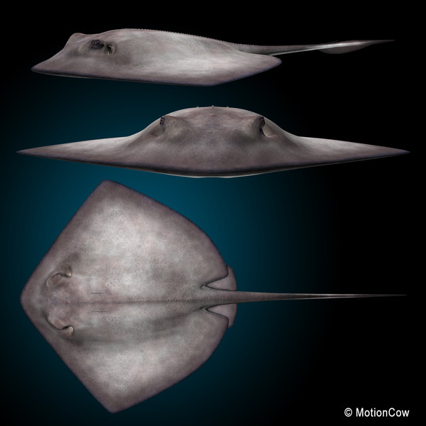 realistic stingray 3d c4d - Stingray... by MotionCow