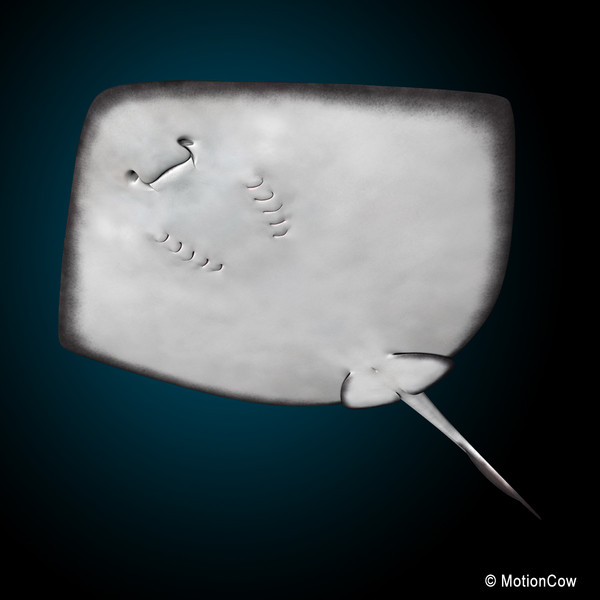 realistic stingray 3d c4d - Stingray... by MotionCow