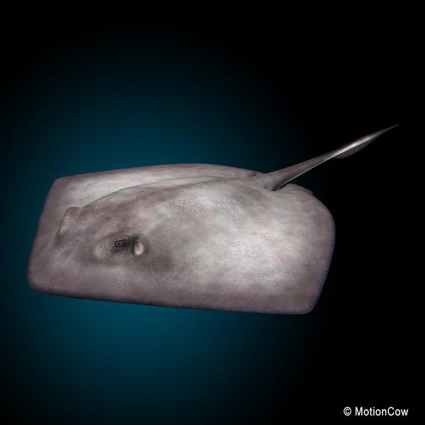 realistic stingray 3d c4d - Stingray... by MotionCow