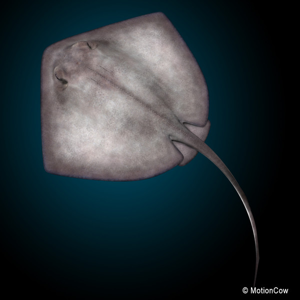 realistic stingray 3d c4d - Stingray... by MotionCow