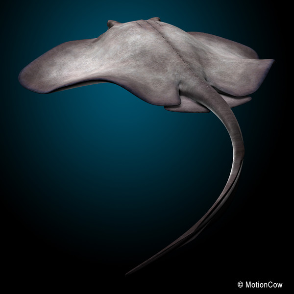 realistic stingray 3d c4d - Stingray... by MotionCow