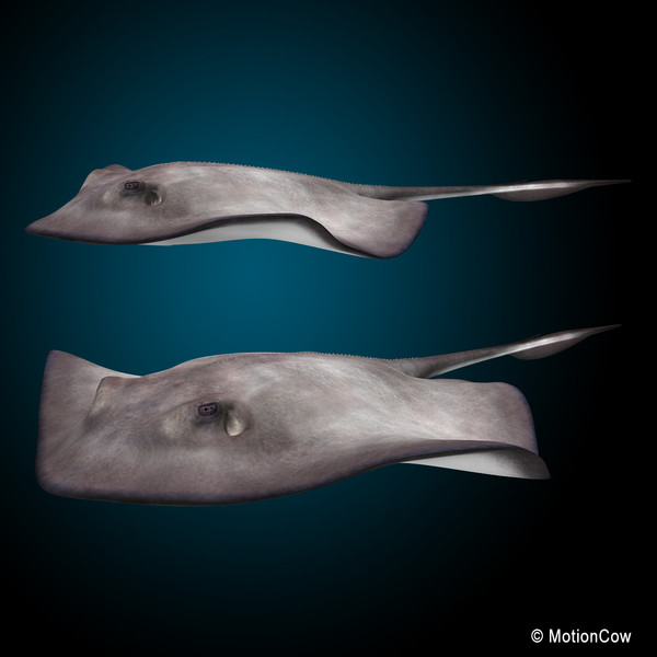 realistic stingray 3d c4d - Stingray... by MotionCow