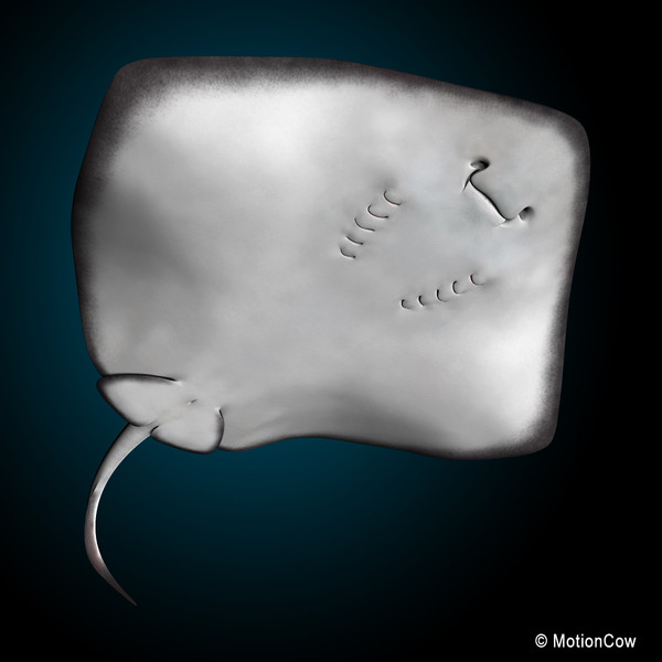 realistic stingray 3d c4d - Stingray... by MotionCow
