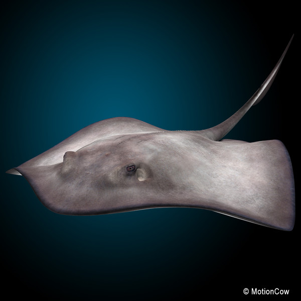 realistic stingray 3d c4d - Stingray... by MotionCow