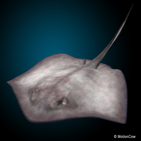 realistic stingray 3d c4d - Stingray... by MotionCow