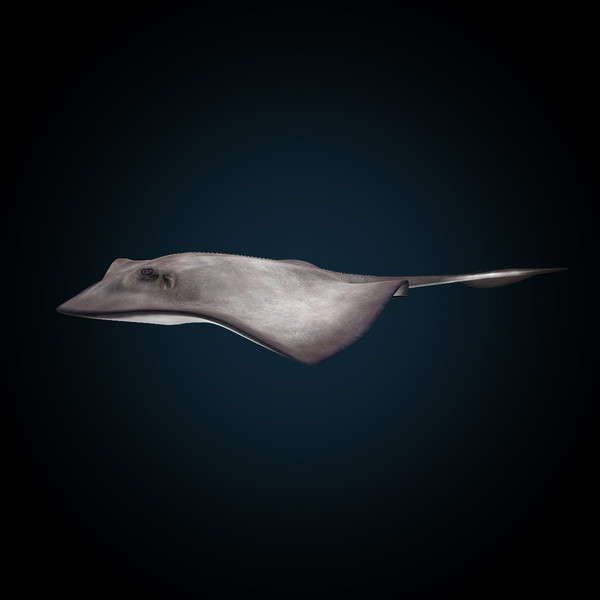 realistic stingray 3d c4d - Stingray... by MotionCow
