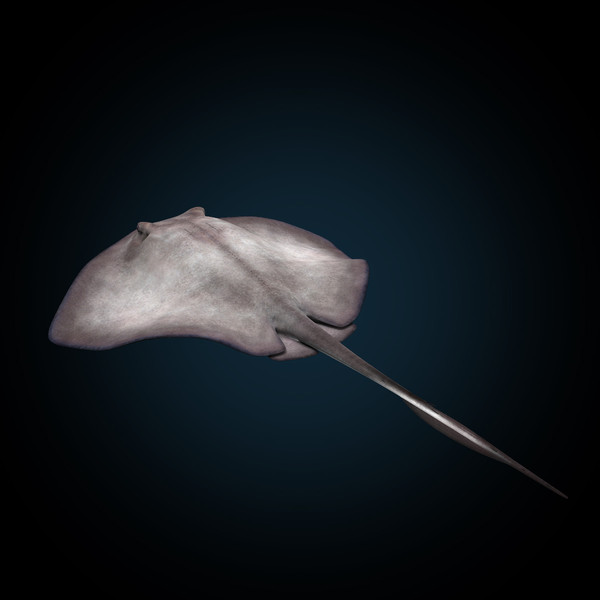 realistic stingray 3d c4d - Stingray... by MotionCow