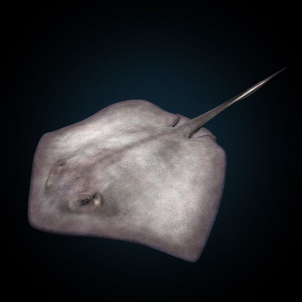 realistic stingray 3d c4d - Stingray... by MotionCow