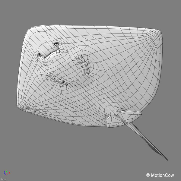 realistic stingray 3d c4d - Stingray... by MotionCow