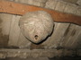 Wasp nest