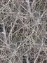frosted brushwood
