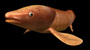 neoceratodus forsteri obj