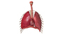 human respiratory obj