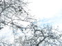 Fruit treetops with apples