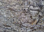 Tree bark 2
