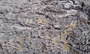Tree bark 3