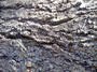Tree bark