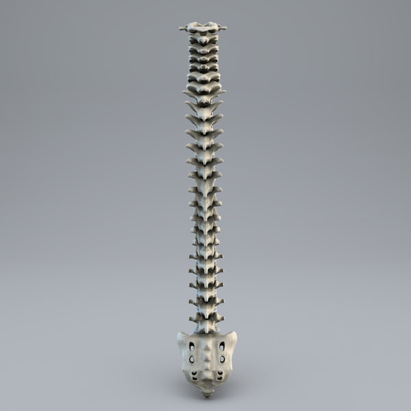 human spine 3d model - Human Spine... by 3d_molier