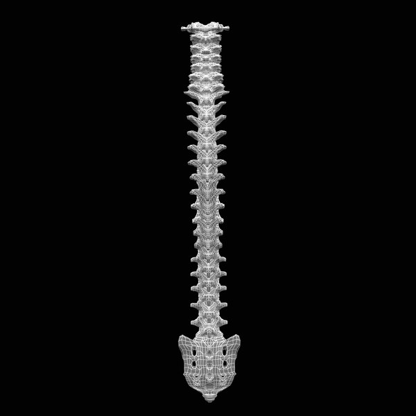 human spine 3d model - Human Spine... by 3d_molier