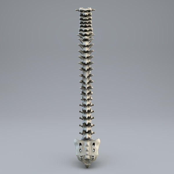 human spine 3d model - Human Spine... by 3d_molier