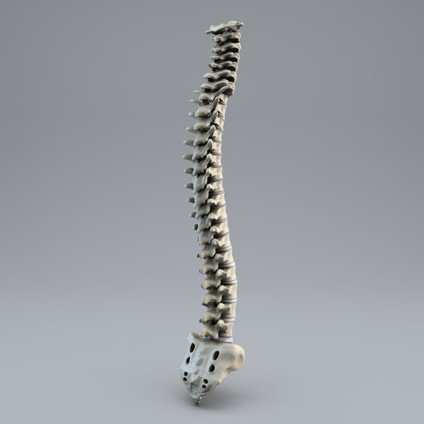 human spine 3d model - Human Spine... by 3d_molier